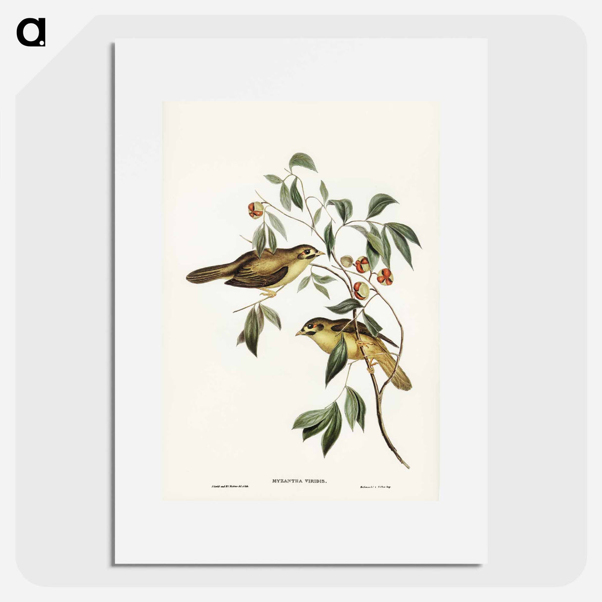 アートポスター-Australian Bell Bird
- ジョン グールド Poster.