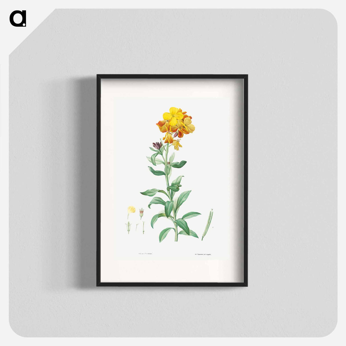 Wallflower, Cheiranthus cheiri - Pierre-Joseph Redouté Poster.