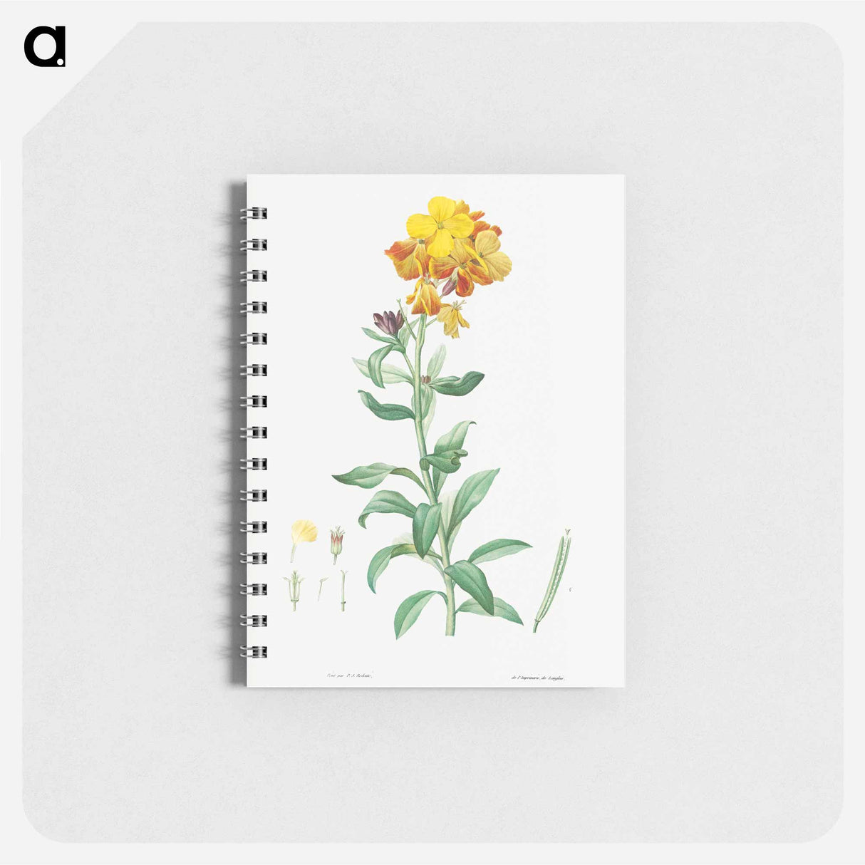 Wallflower, Cheiranthus cheiri - ピエール ジョゼフ ルドゥーテ Memo.