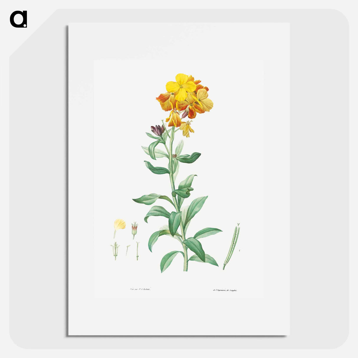Wallflower, Cheiranthus cheiri - Pierre-Joseph Redouté Poster.