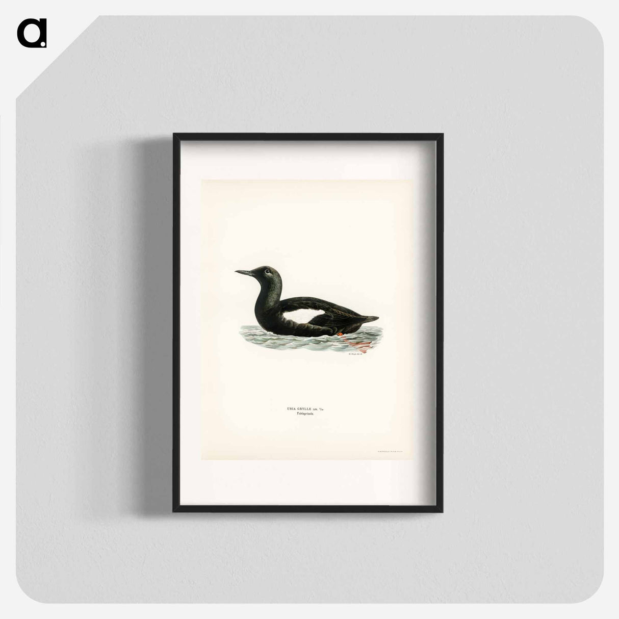 アートポスター-Black Guillemot
- スヴェンスカ フォグラル Poster.