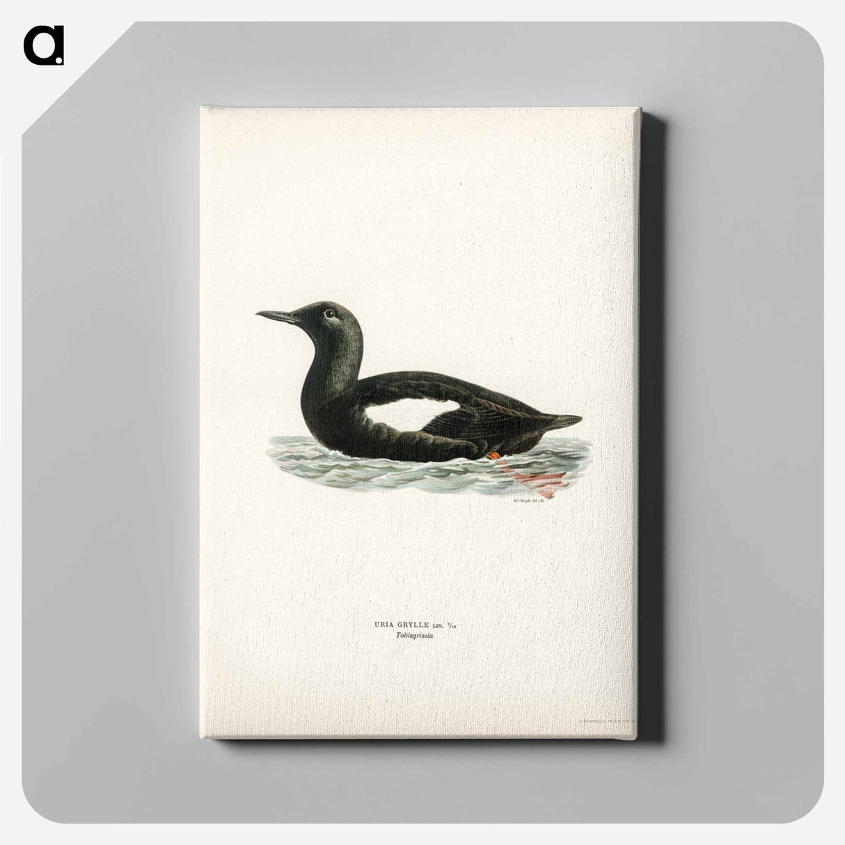 アートパネル-Black Guillemot
- スヴェンスカ フォグラル Canvas.