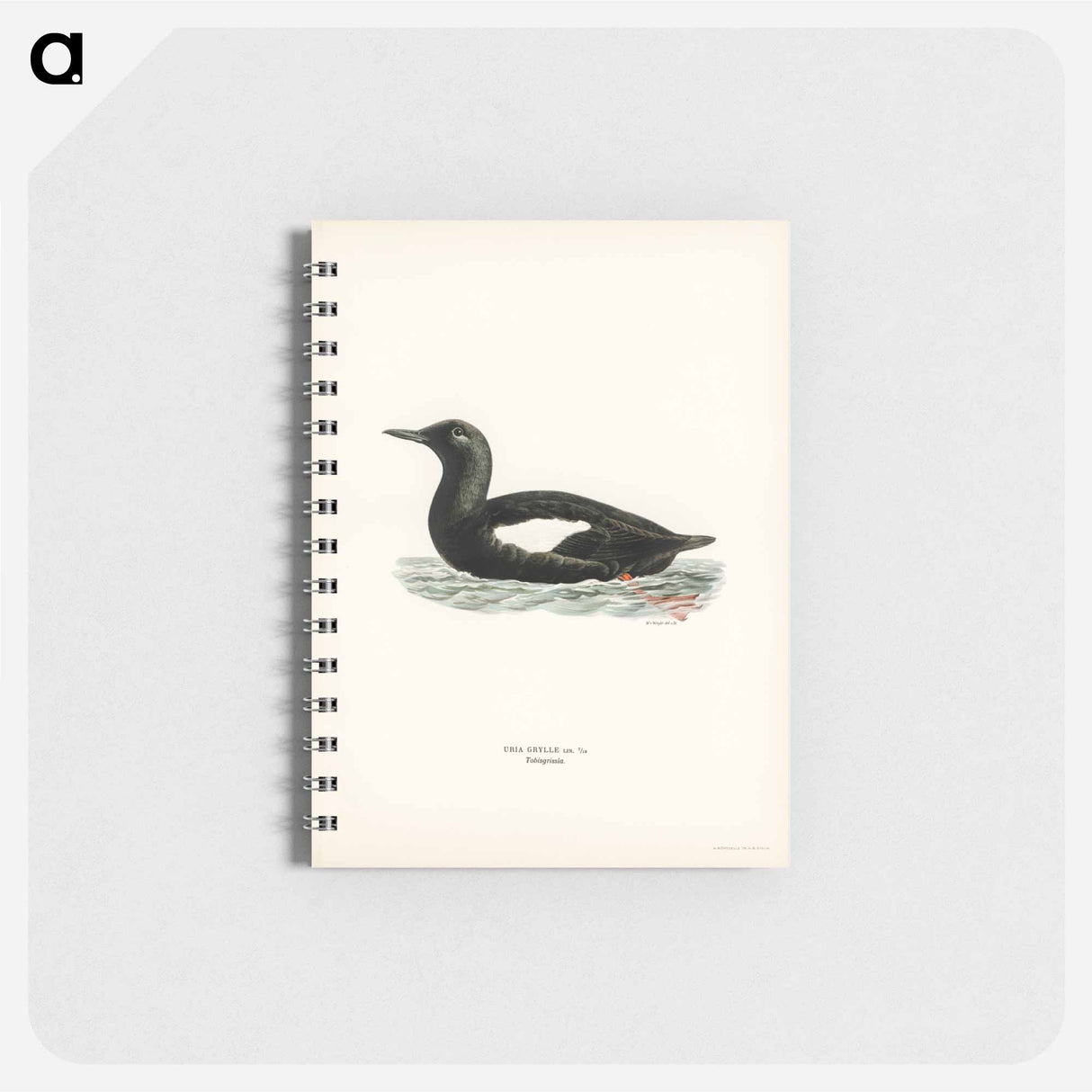 アートメモ帳-Black Guillemot
- スヴェンスカ フォグラル Memo.