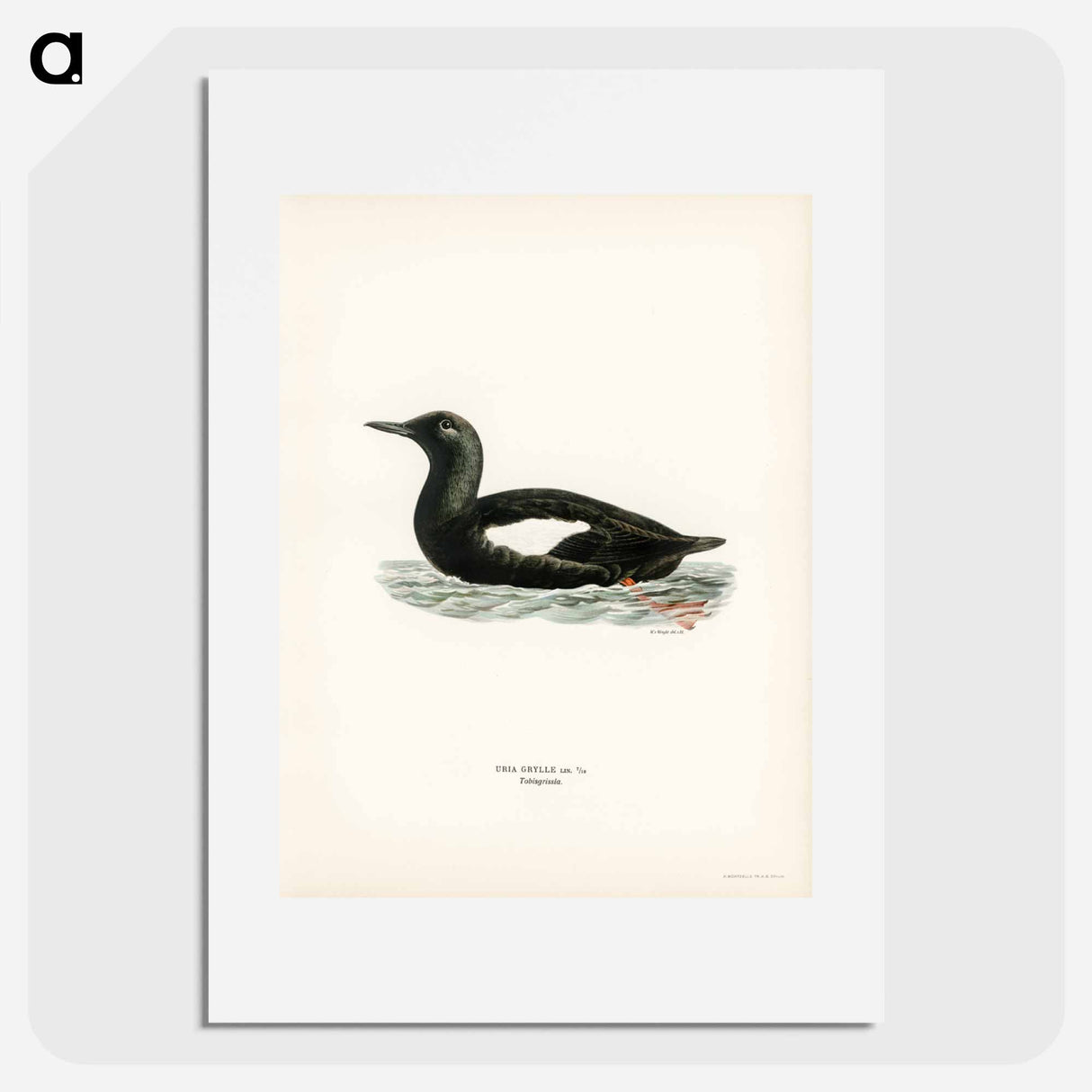 アートポスター-Black Guillemot
- スヴェンスカ フォグラル Poster.
