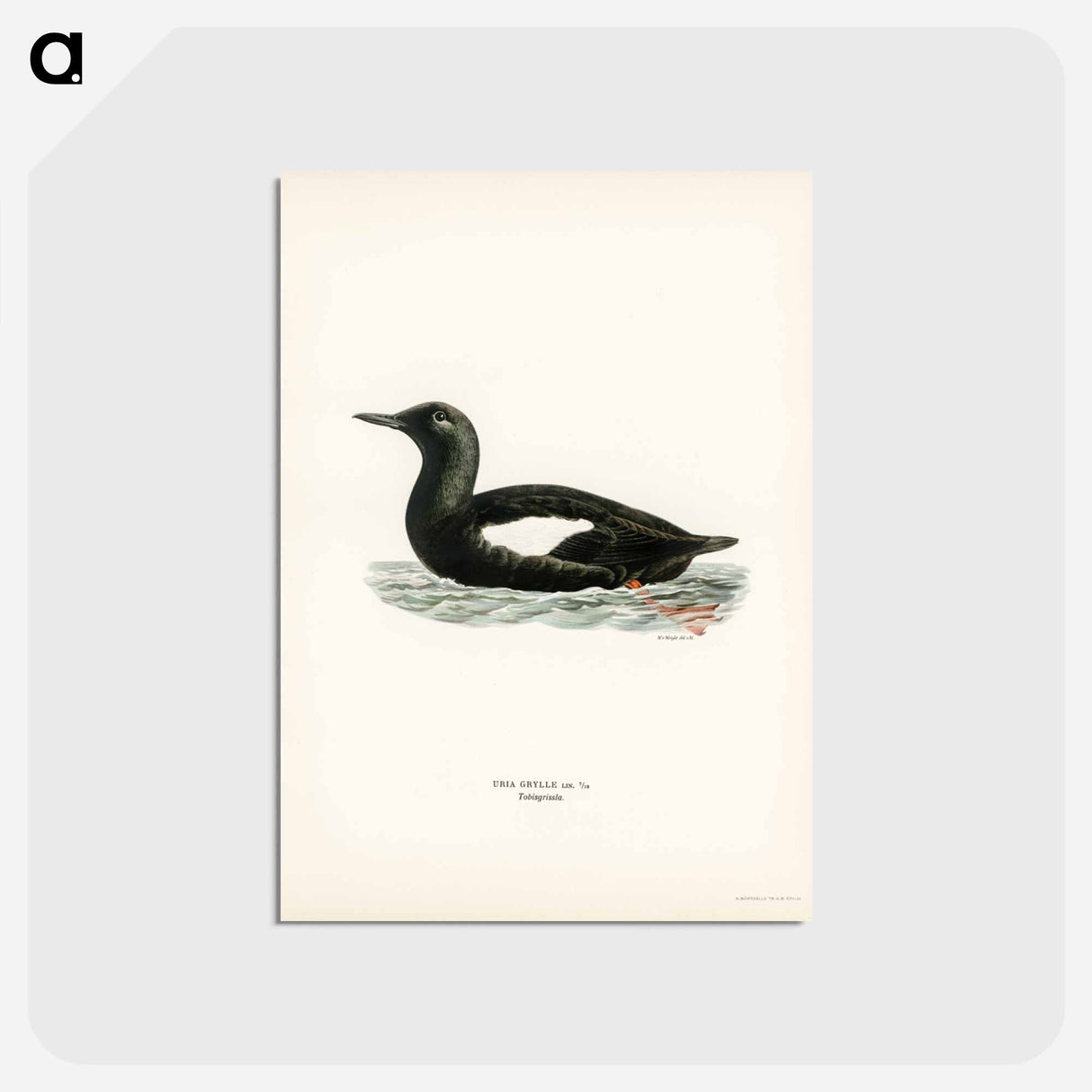 アートポストカード-Black Guillemot
- スヴェンスカ フォグラル Postcard.