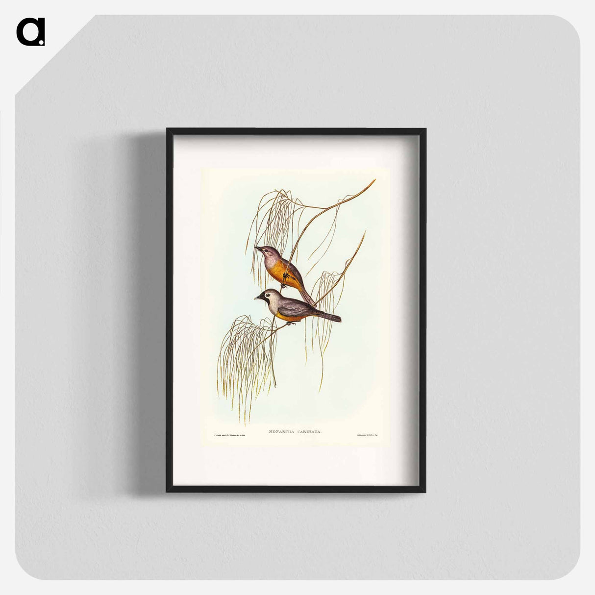 アートポスター-Carinated Flycatcher
- オーストラリアの鳥 Poster.