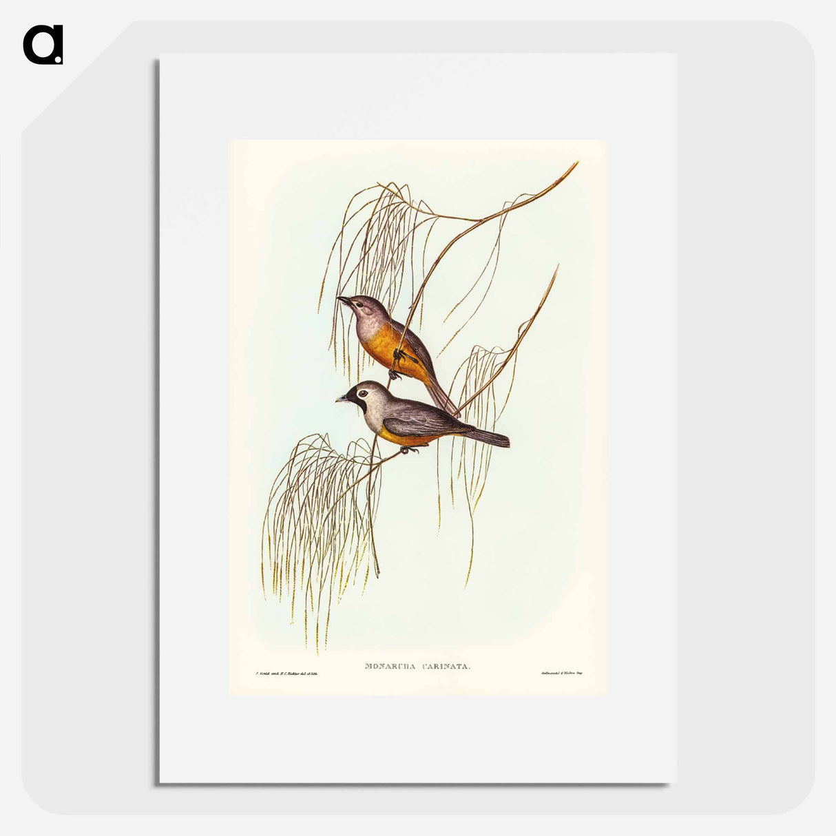 アートポスター-Carinated Flycatcher
- オーストラリアの鳥 Poster.