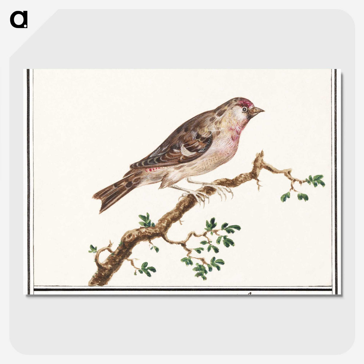 3-9_Anselmus-Boetius-de-Boodt_picture-crop