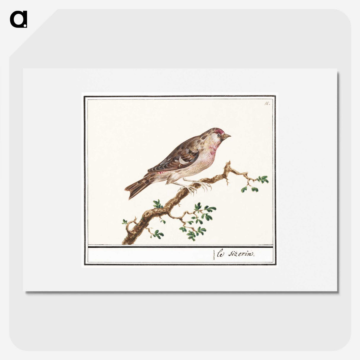 3-9_Anselmus-Boetius-de-Boodt_picture