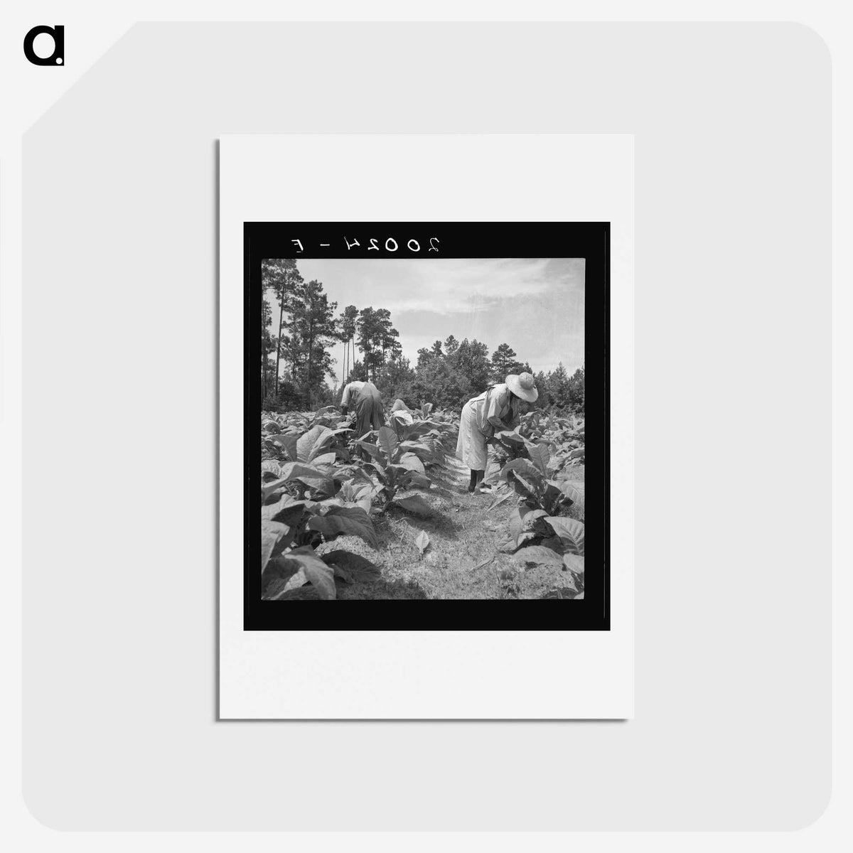 3-9_Dorothea-Lange_hagaki