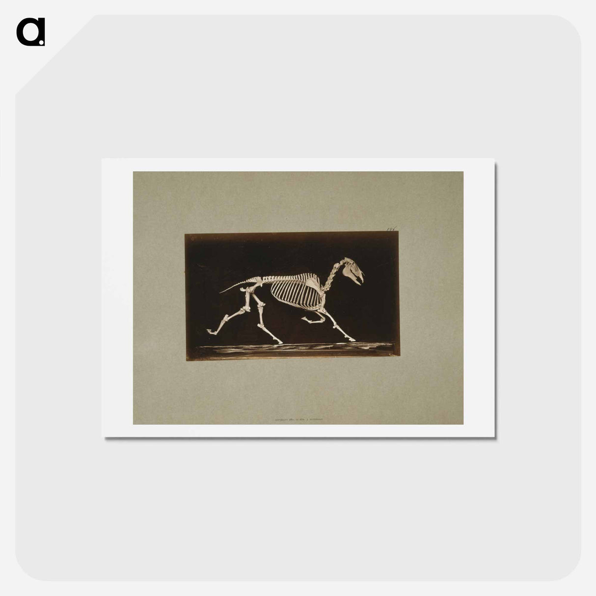 アートポストカード-Trotting Horse Skeleton
- エドワード マイブリッジ Postcard.