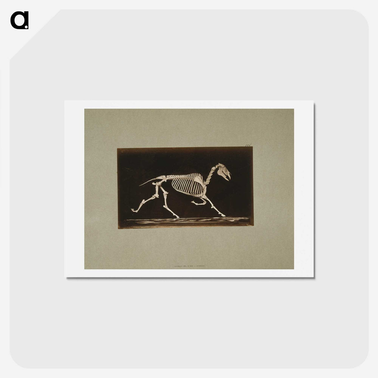 3-9_Eadweard-Muybridge_hagaki