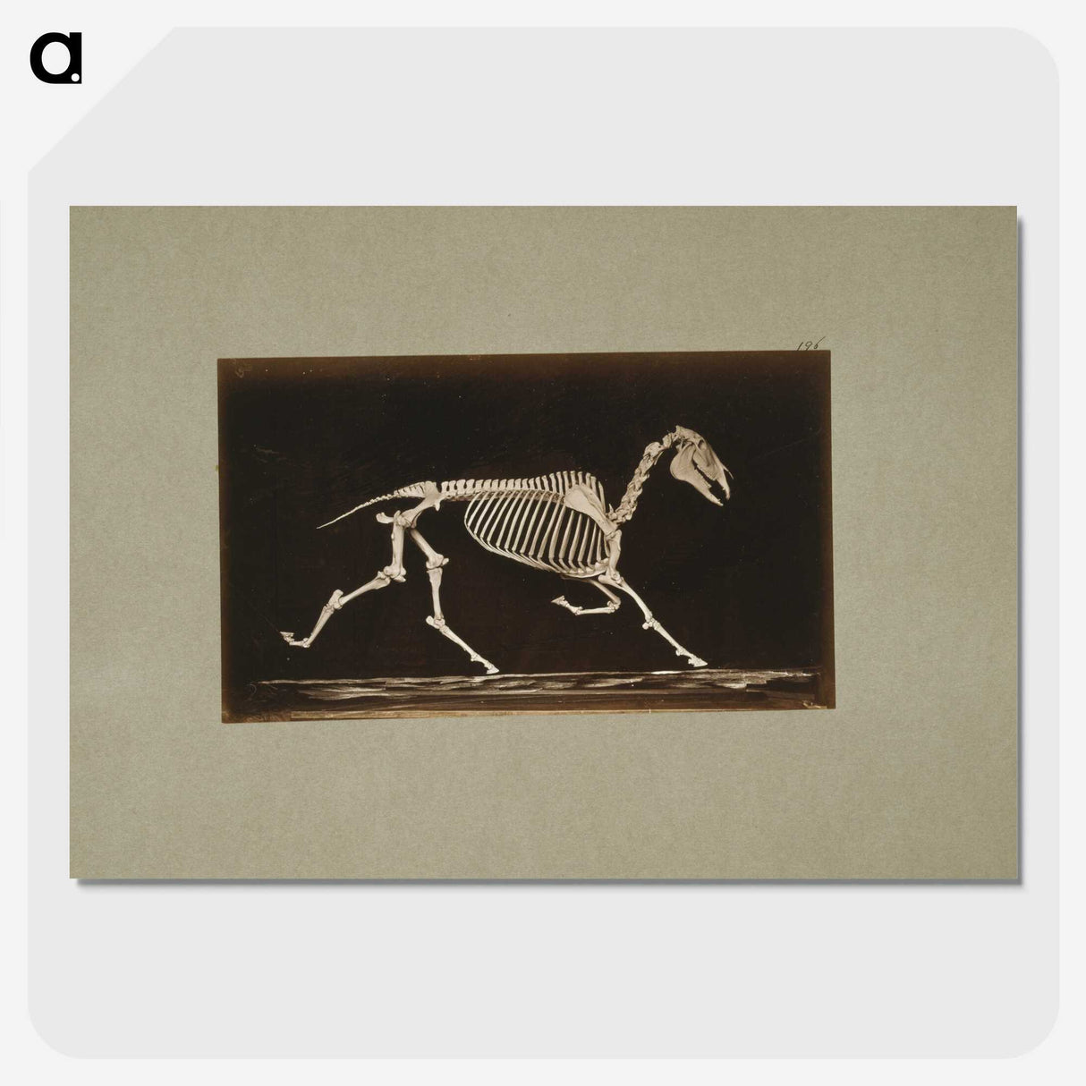 3-9_Eadweard-Muybridge_picture-crop
