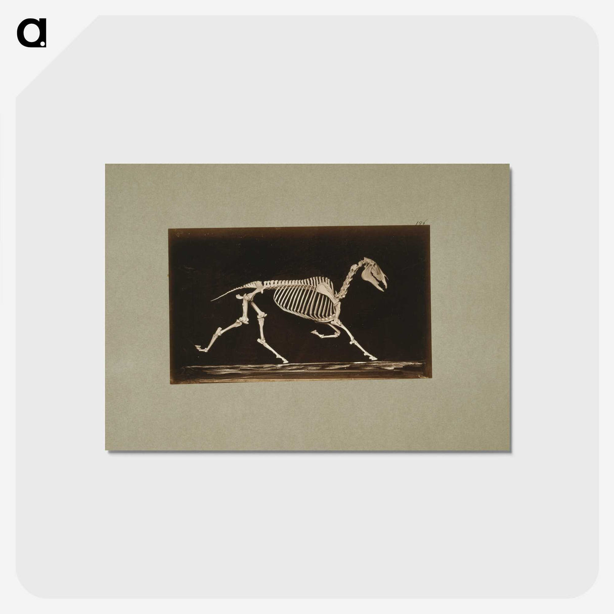 3-9_Eadweard-Muybridge_postcard