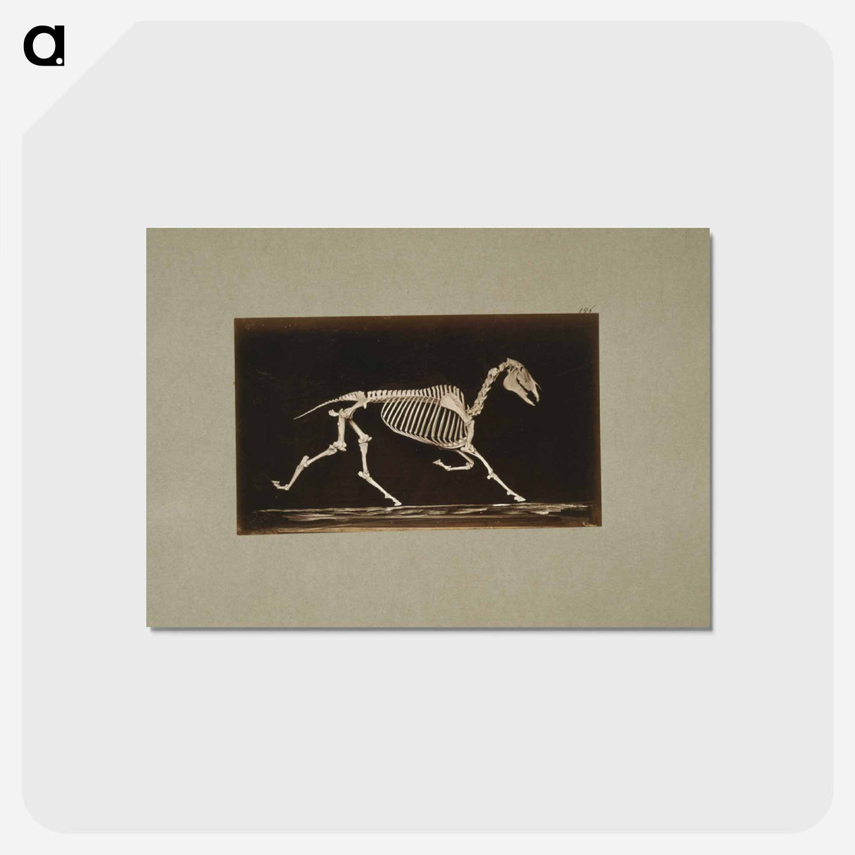 アートポストカード-Trotting Horse Skeleton
- エドワード マイブリッジ Postcard.