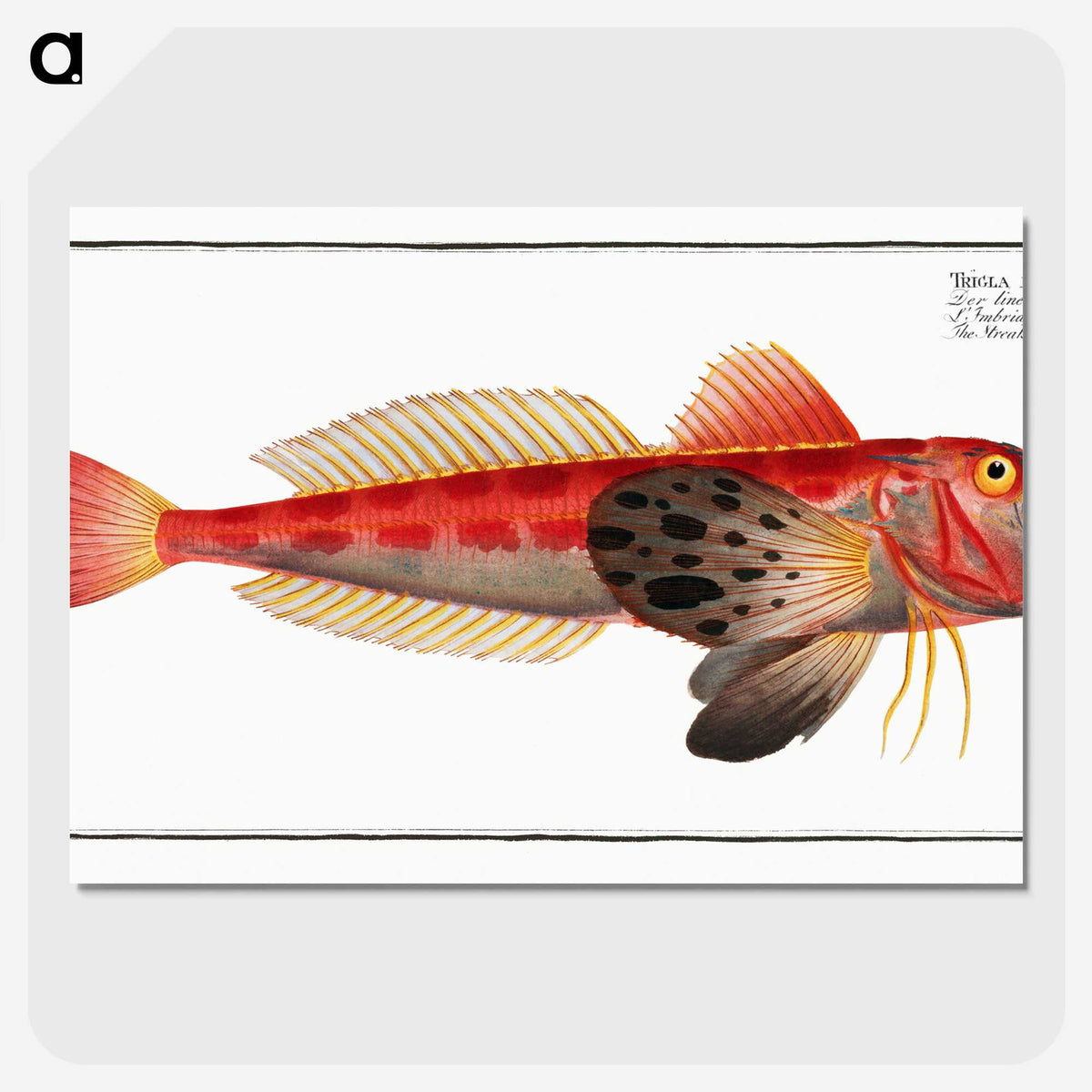 3-9_Ichtyologie-ou-Histoire-naturelle_picture-crop
