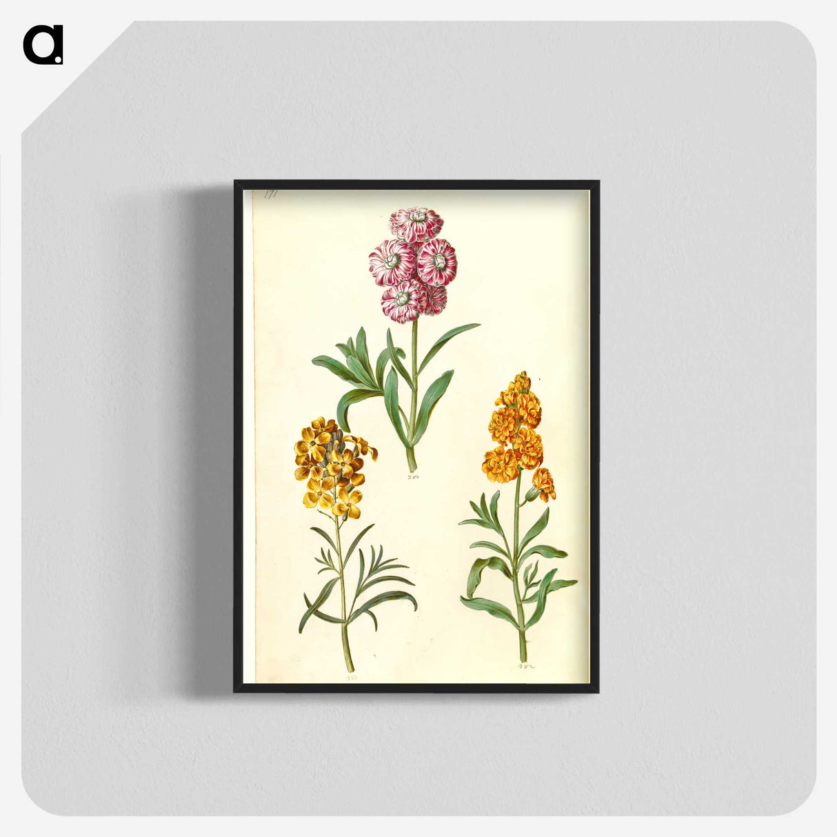 3-9_Maria-Sibylla-Merian_blk-crop