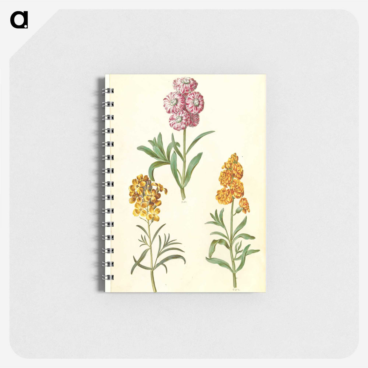 3-9_Maria-Sibylla-Merian_memo