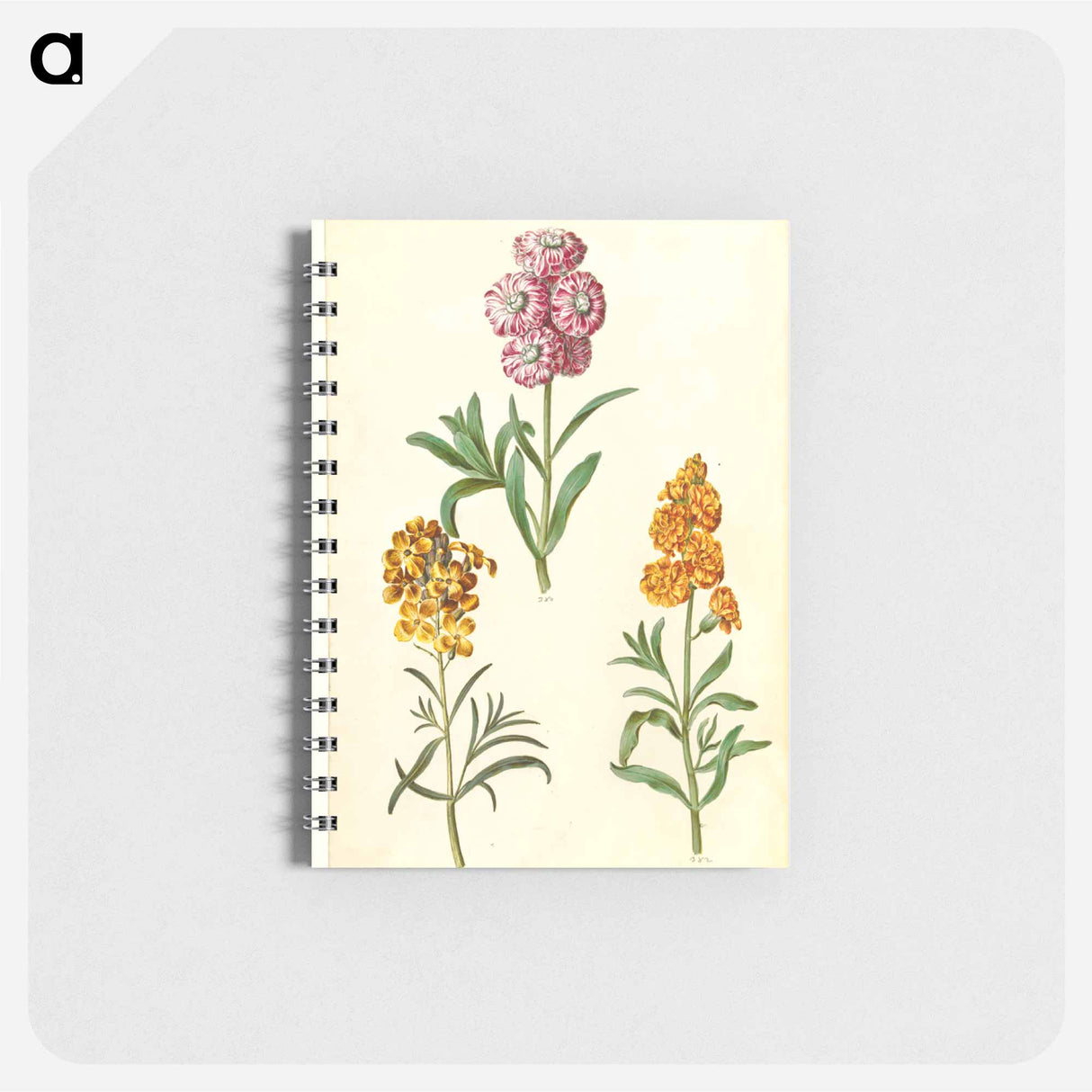 アートメモ帳-Matthiola Incana and Erysimum Cheiri
- マリア ジビーラ メーリアン Memo.