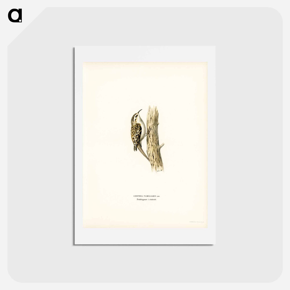 アートポストカード-Eurasian Treecreeper
- スヴェンスカ フォグラル Postcard.
