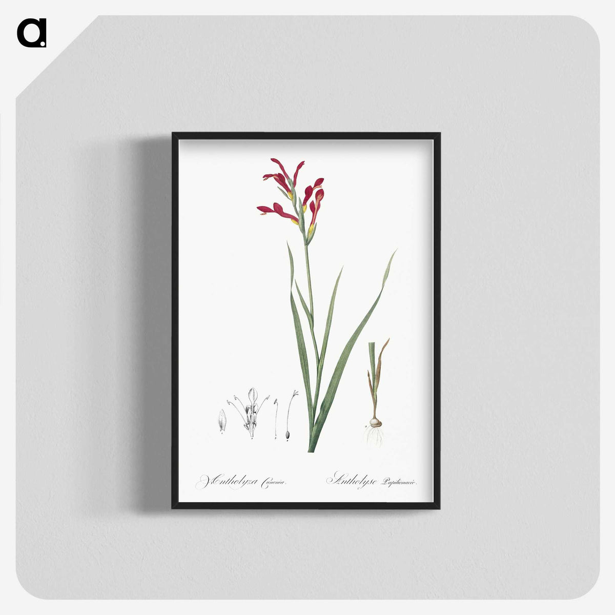 3-9_The-Lilies_blk-crop