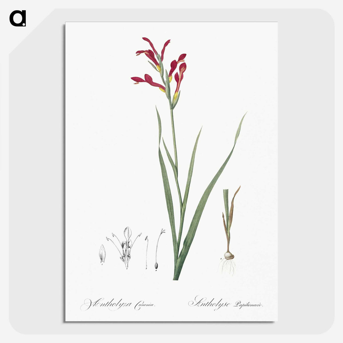 3-9_The-Lilies_picture-crop