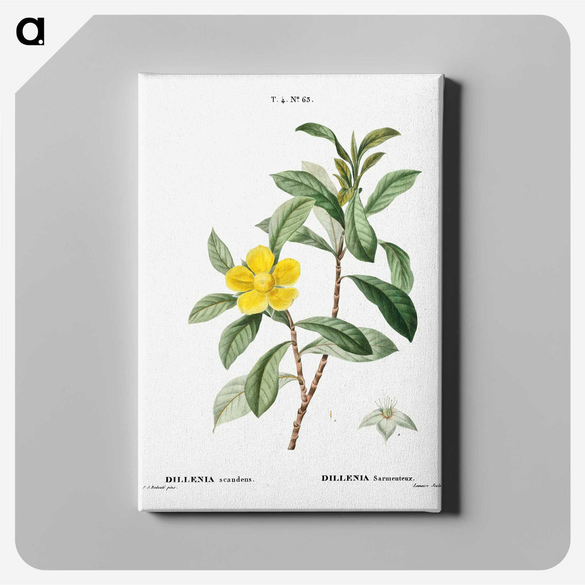 3-9_Treatise-on-Trees-and-Shrubs_canvas