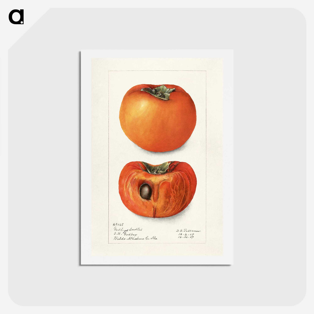 3-9_USDA-Watercolor-Fruit-Painting-Collection_hagaki