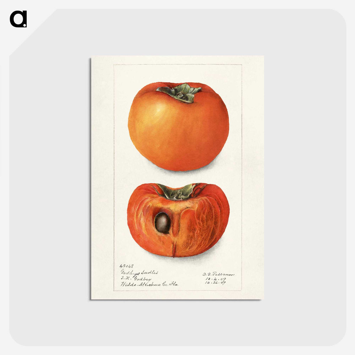 3-9_USDA-Watercolor-Fruit-Painting-Collection_postcard
