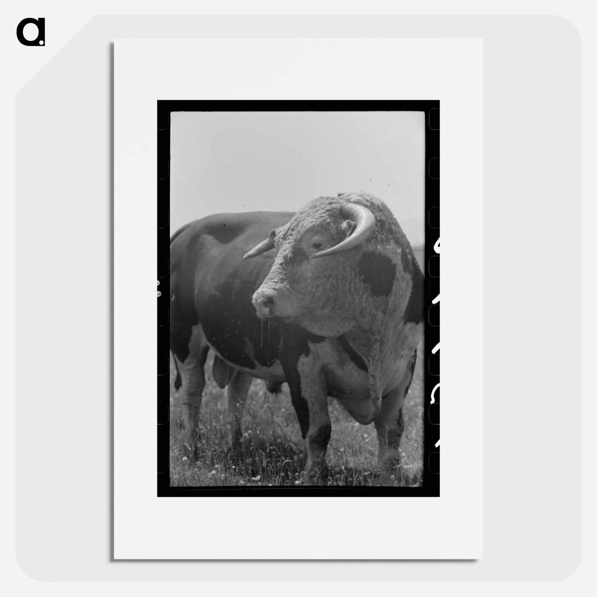 アートポスター-Bull's Head, Cruzen Ranch
- ラッセル リー Poster.