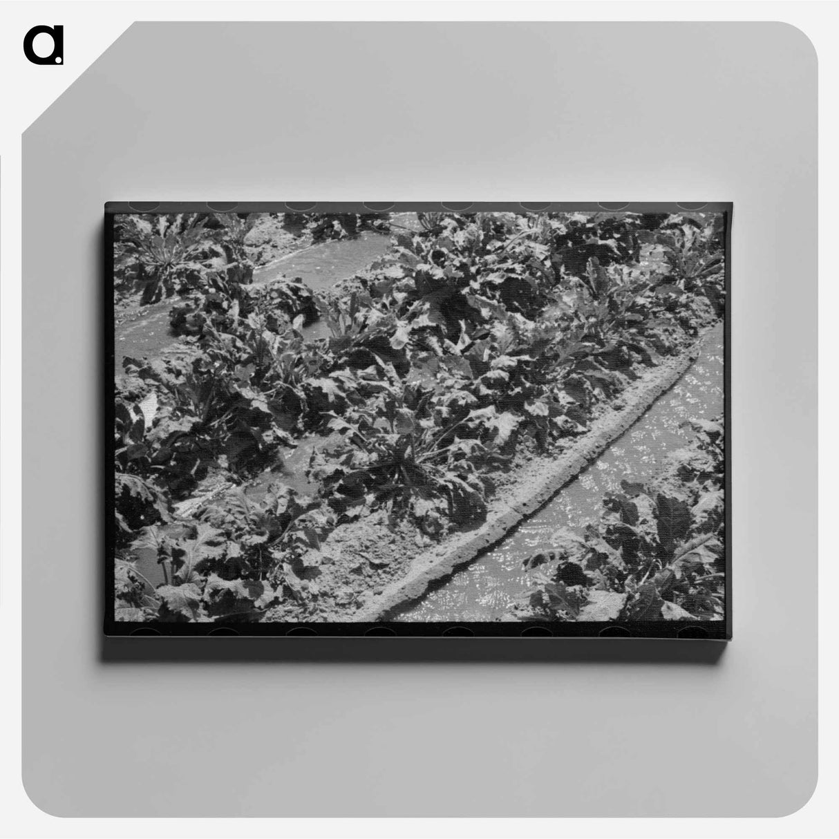 アートパネル-Irrigated Sugar Beets
- ラッセル リー Canvas.
