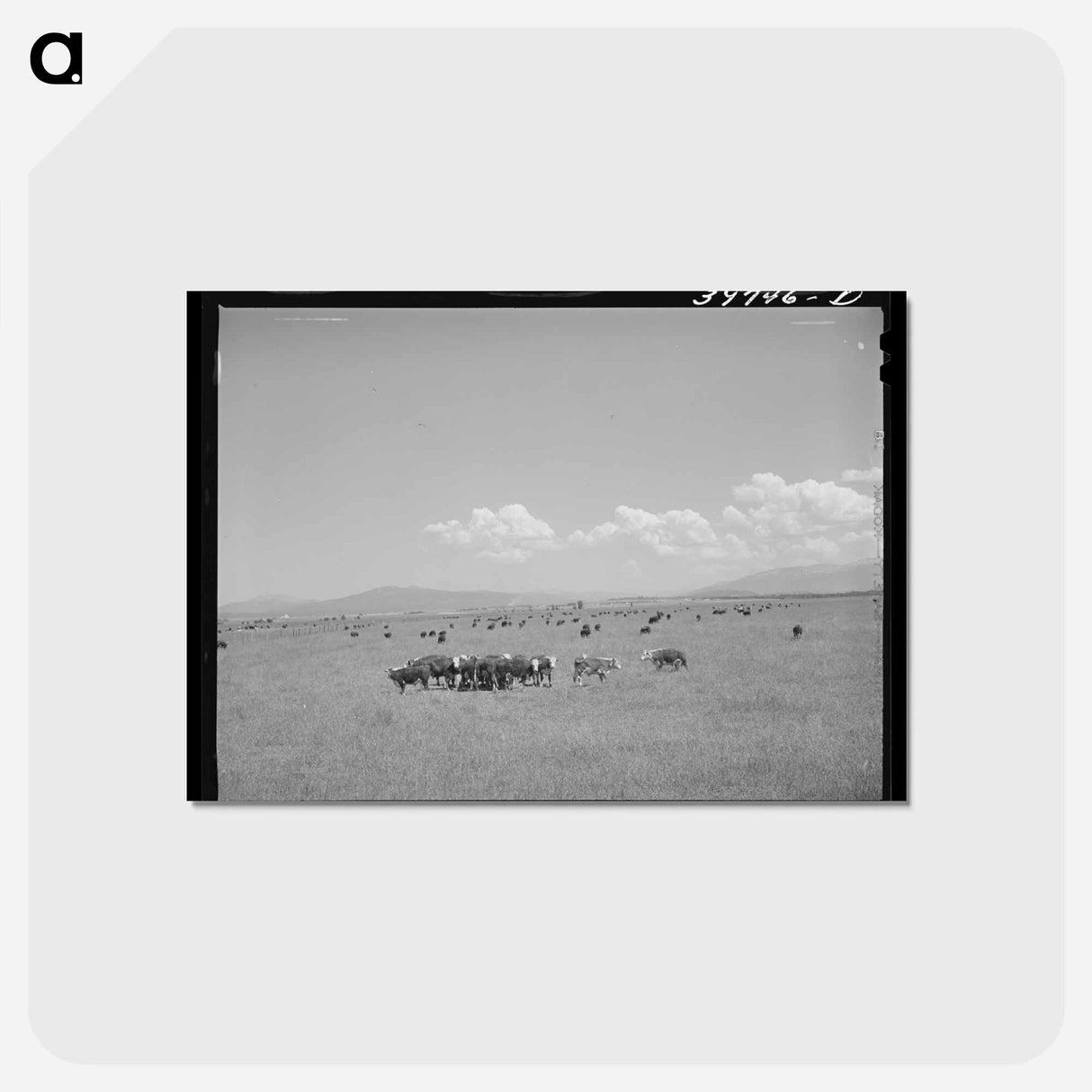 アートポストカード-Steers, Cruzen Ranch
- ラッセル リー Postcard.
