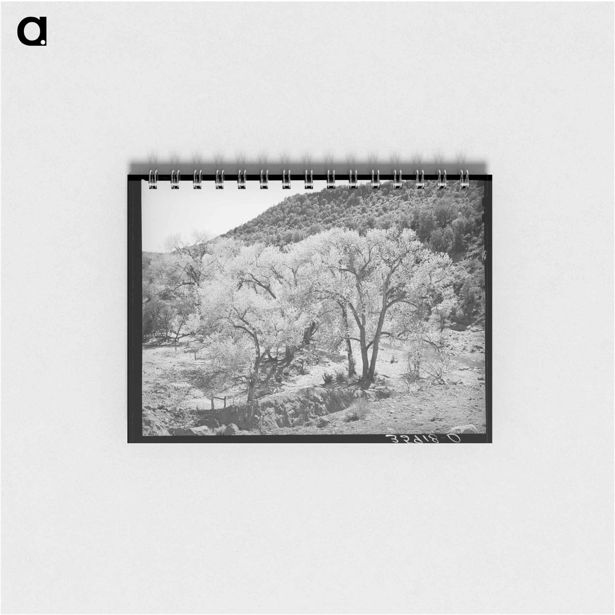 アートメモ帳-Cottonwood Trees, Carrizo Creek
- ラッセル リー Memo.