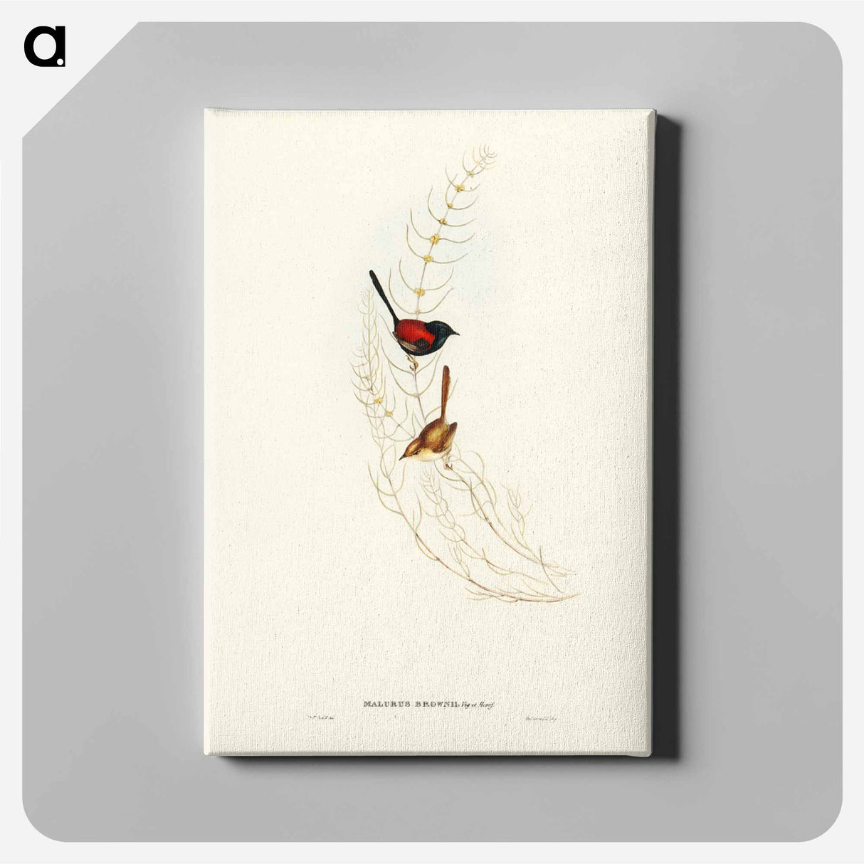 アートパネル-Brown's Wren
- ジョン グールド Canvas.
