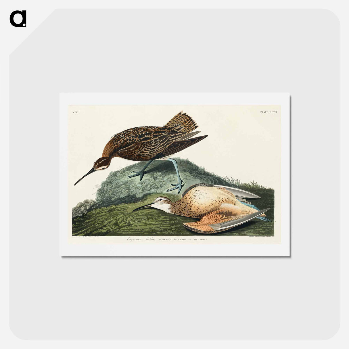 アートポストカード-Esquimaux Curlew
- ジョン ジェームス オーデュボン Postcard.