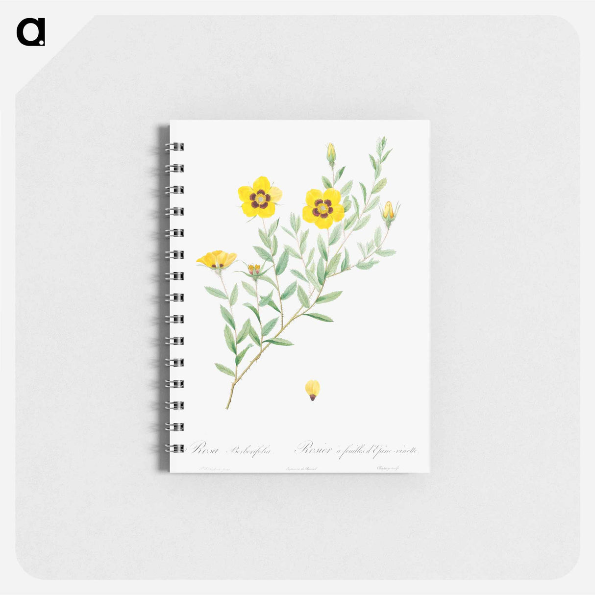 Rosa persica - ピエール ジョゼフ ルドゥーテ Memo.