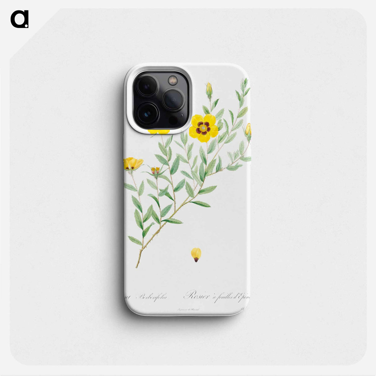 Rosa persica - ピエール ジョゼフ ルドゥーテ Phone Case.