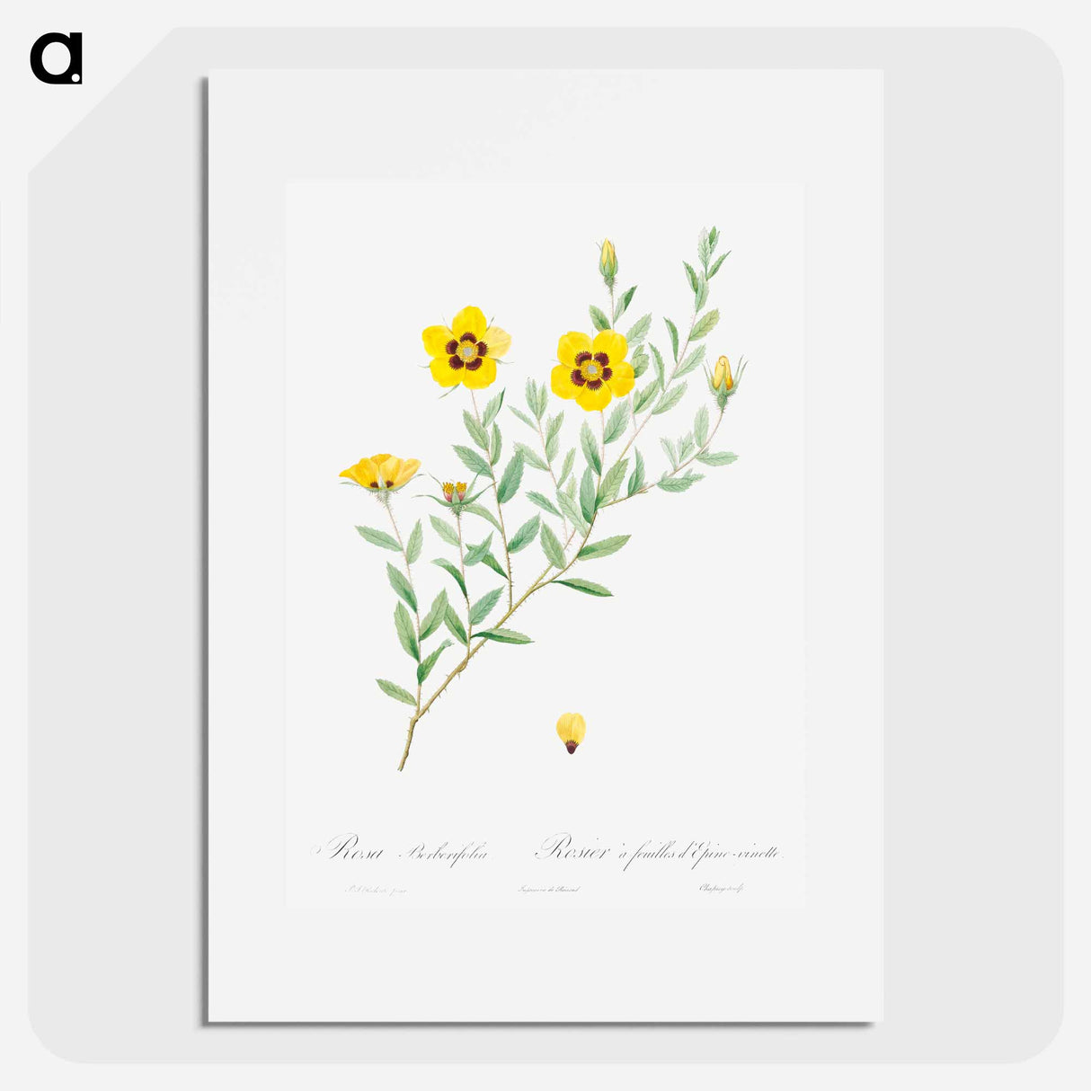 Rosa persica - Pierre Joseph Redouté Poster.