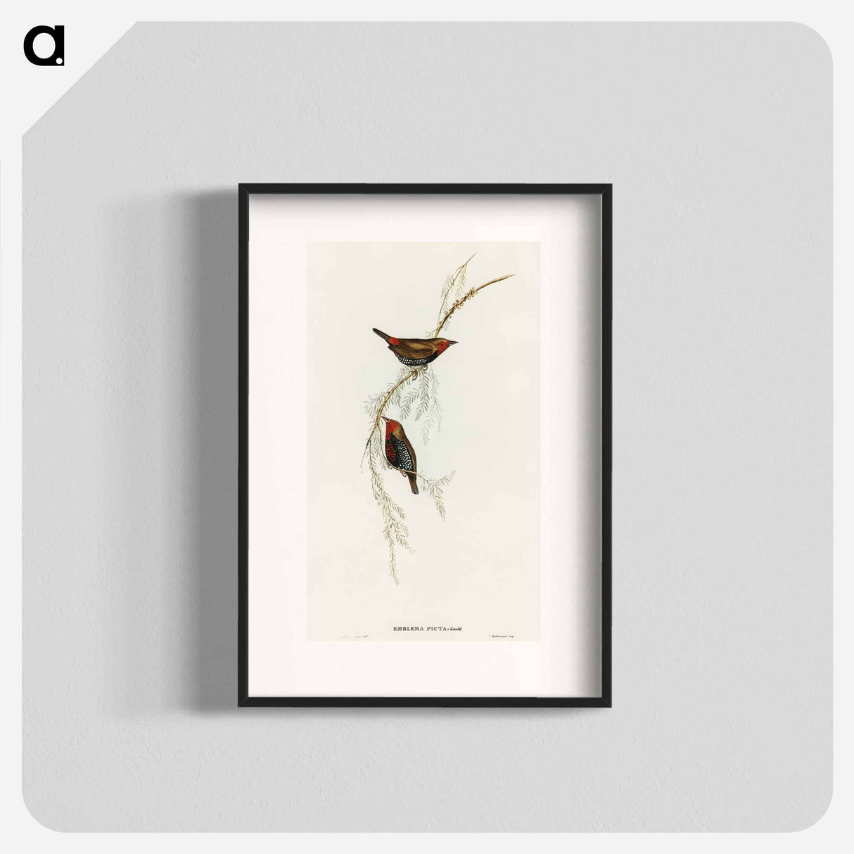 Painted Finch
- オーストラリアの鳥 Poster.