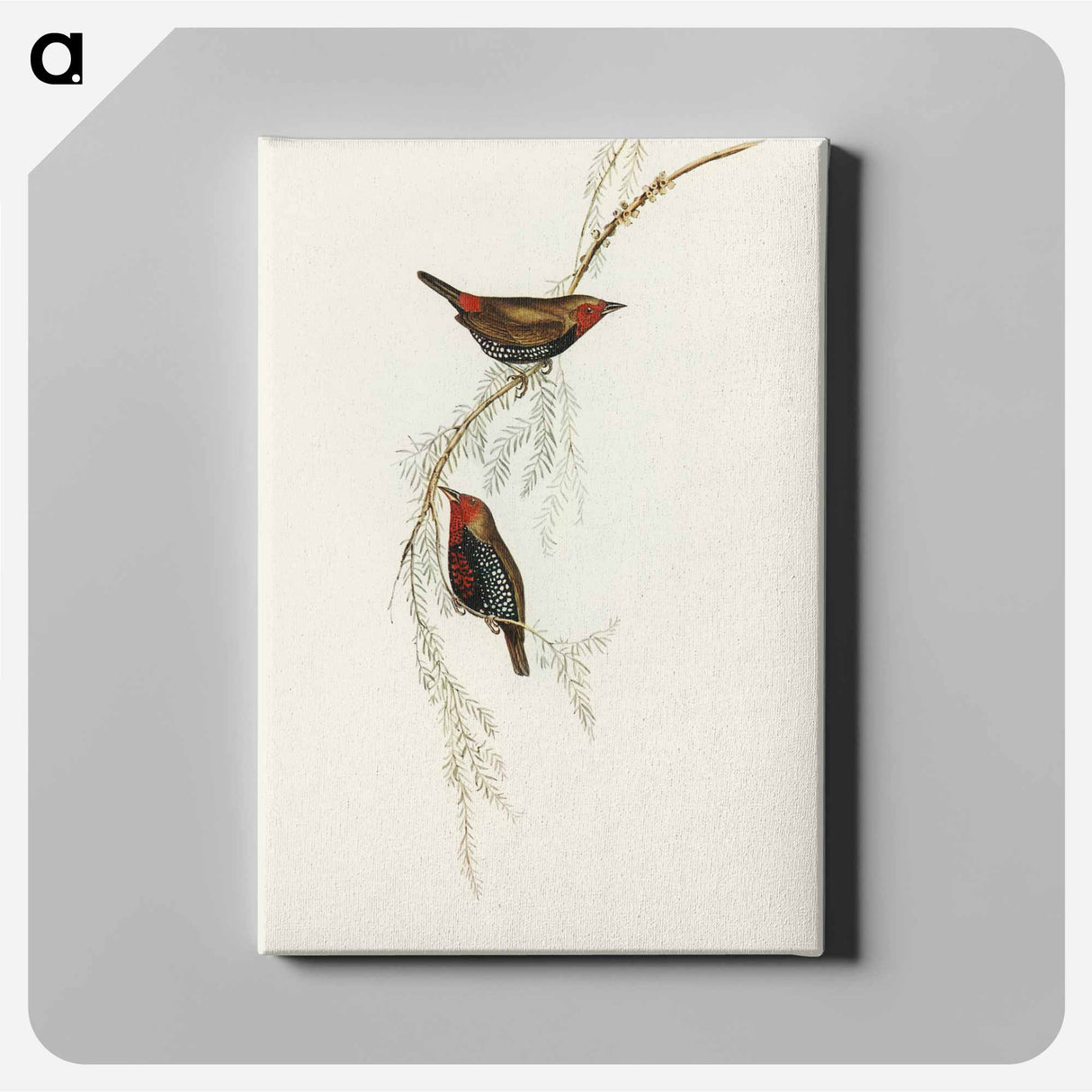 Painted Finch
- オーストラリアの鳥 Canvas.