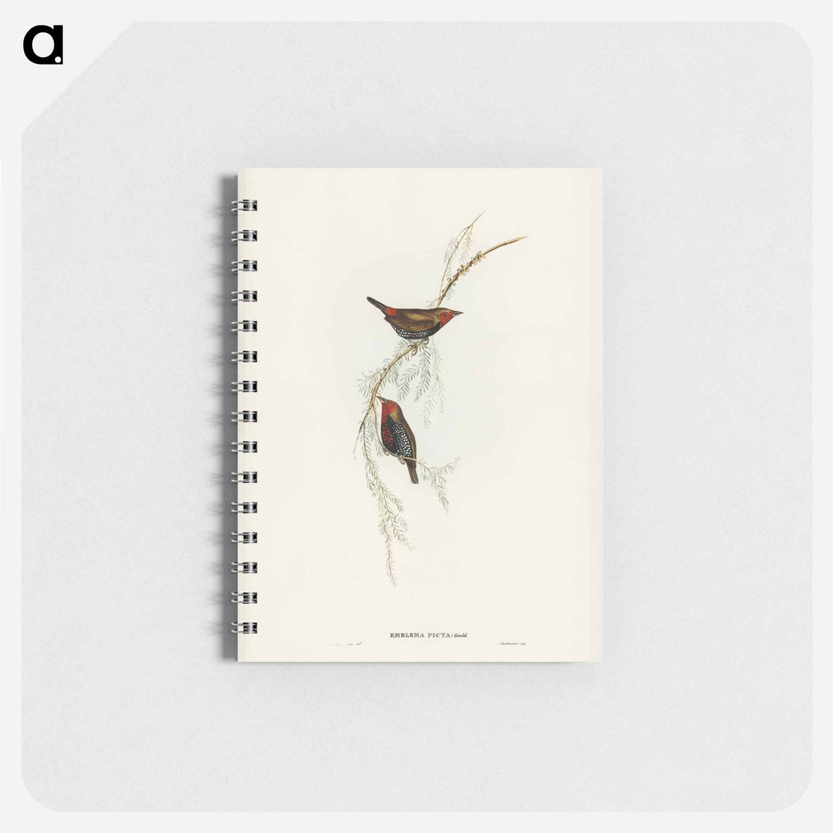 アートメモ帳-Painted Finch
- オーストラリアの鳥 Memo.