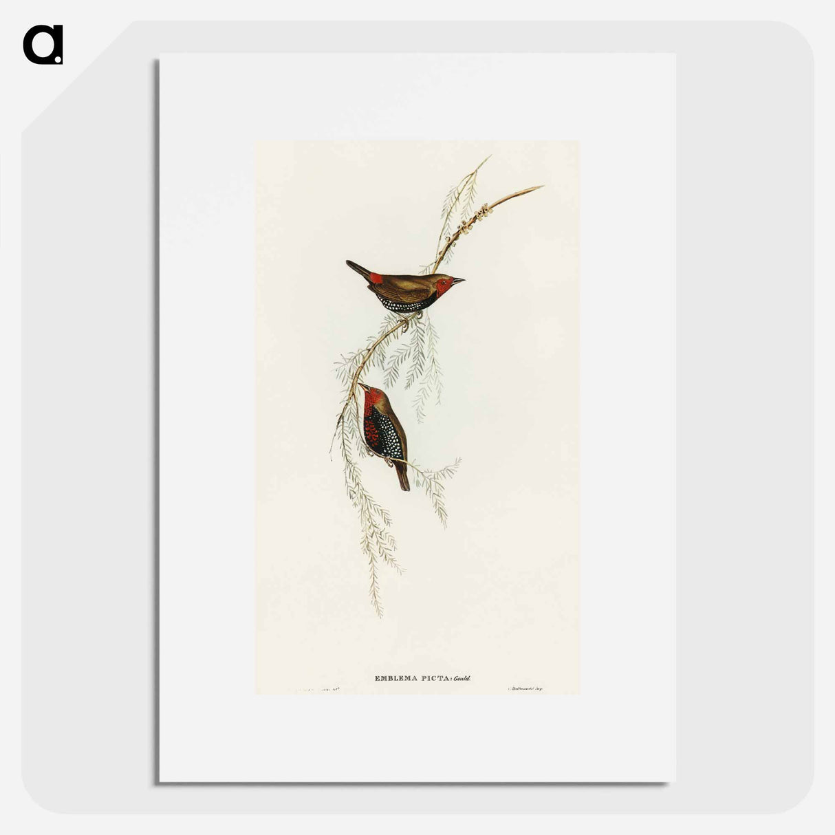 Painted Finch
- オーストラリアの鳥 Poster.