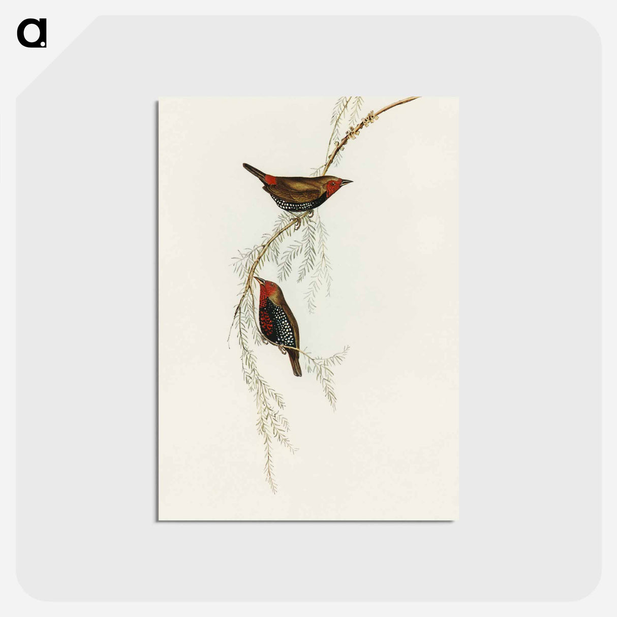 アートポストカード-Painted Finch
- オーストラリアの鳥 Postcard.
