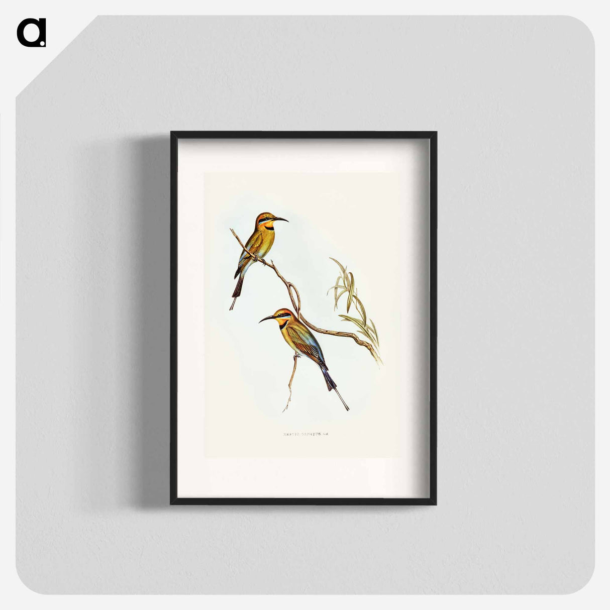 アートポスター-Australian Bee-eater
- ジョン グールド Poster.