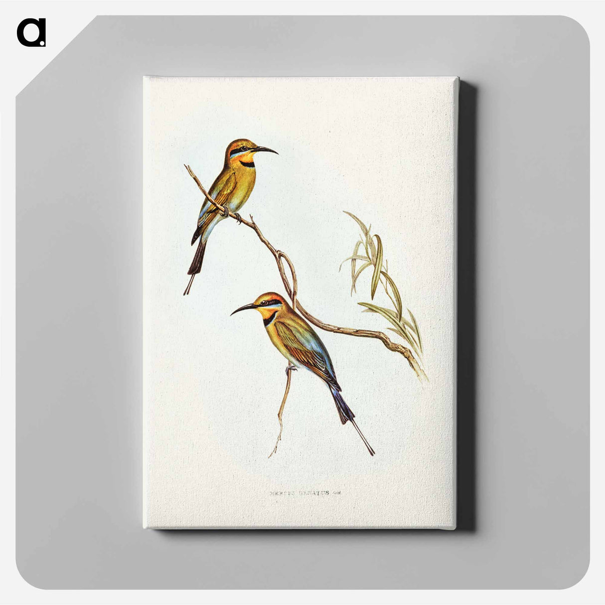 アートパネル-Australian Bee-eater
- ジョン グールド Canvas.