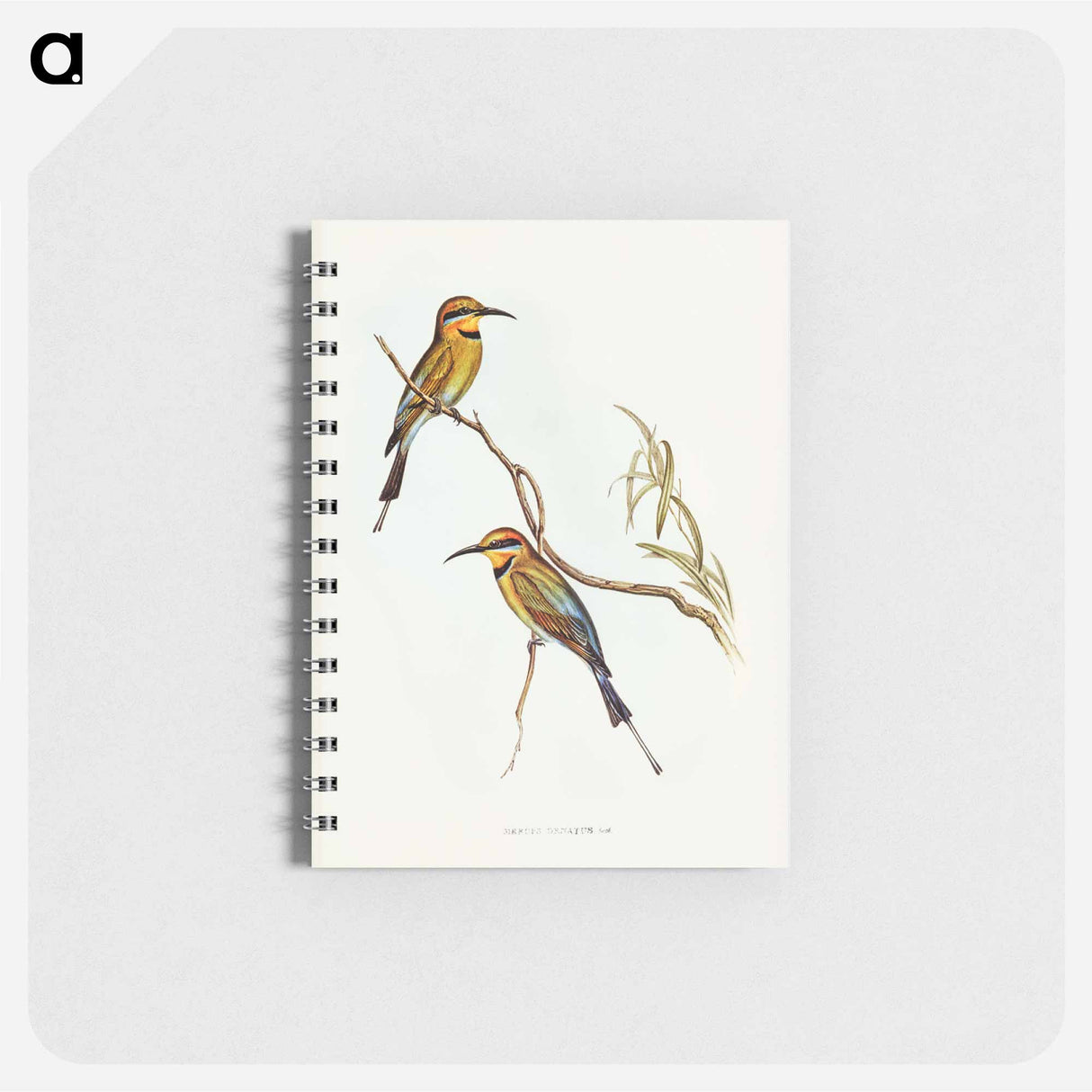 アートメモ帳-Australian Bee-eater
- ジョン グールド Memo.