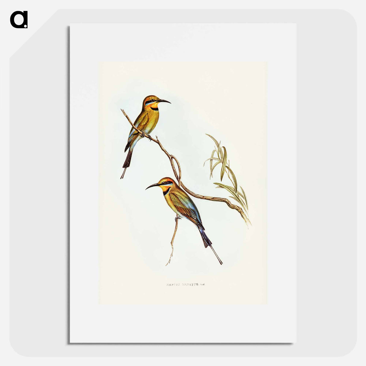 アートポスター-Australian Bee-eater
- ジョン グールド Poster.