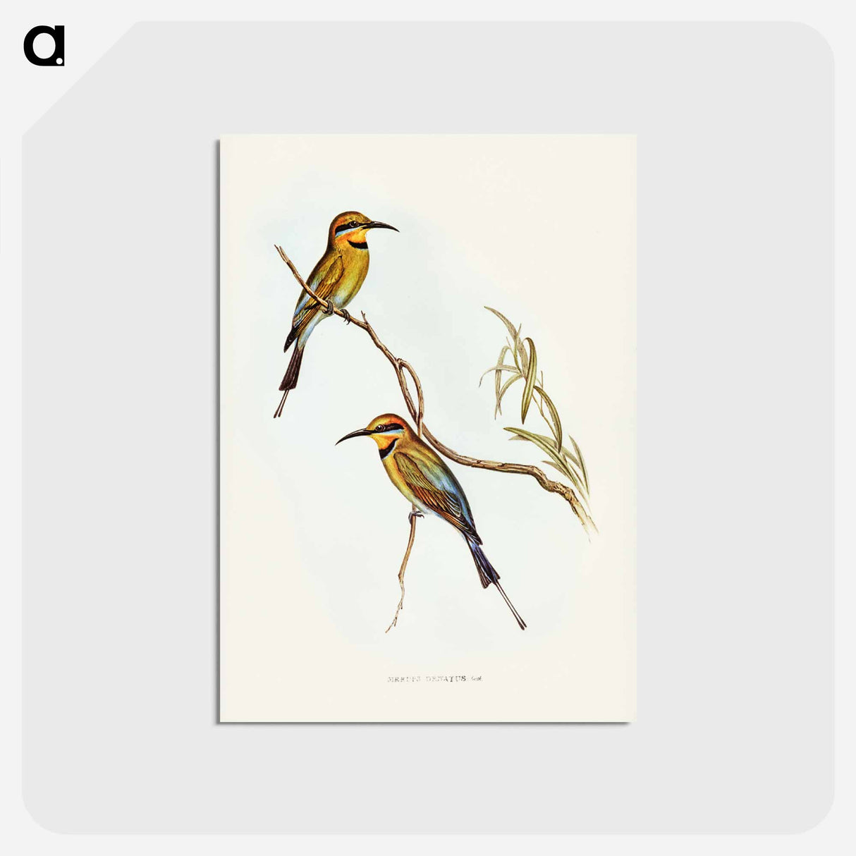 アートポストカード-Australian Bee-eater
- ジョン グールド Postcard.