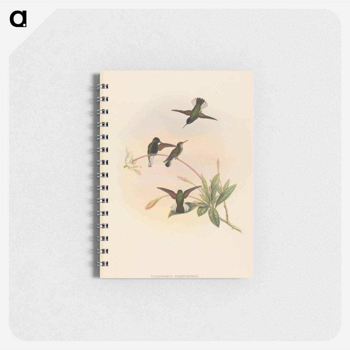 アートメモ帳-Black-bellied Hummingbird
- ジョン グールド Memo.