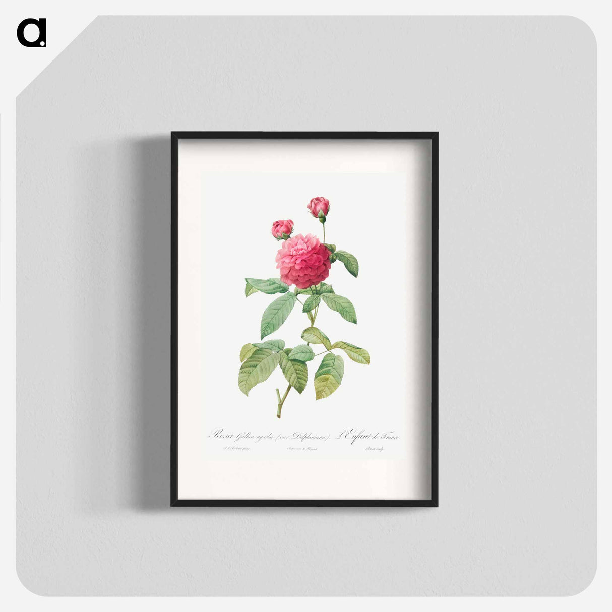 Purple Agatha - Pierre Joseph Redouté Poster.